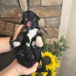 Harmony - Phantom female Goldendoodle puppy in Sanderson, Florida from Serenity Goldendoodles