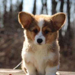 Hannah - Sable female Pembroke Welsh Corgi puppy in South Otselic, New York from Ridge Top Corgis