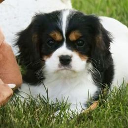 Cavalier King Charles Spaniel Puppies from Happily Ever After Cavaliers