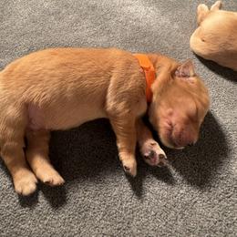 Golden Retriever Puppies from Pura Vida Golden Retrievers