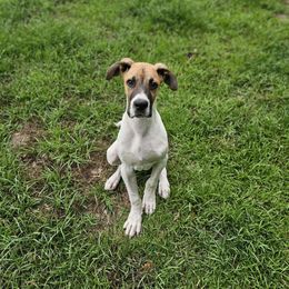 Boy 1 - Great Dane puppy in Augusta, Georgia from Gentry Farm Danes