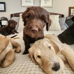 Double Doodle Puppies from Rock Creek Doodles