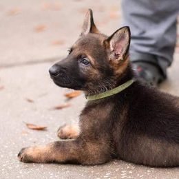 German Shepherds from Patricia's German Shepherds