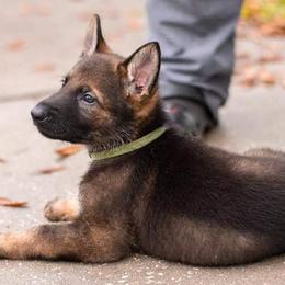German Shepherds from Patricia's German Shepherds