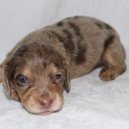 Hex - Dapple male Dachshund puppy in Powderly, Texas from Kuttin’ Up Mini Aussies