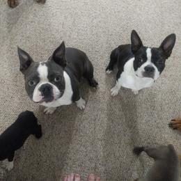 Boston Terrier All Grown Up from Nancy's Boston Terriers