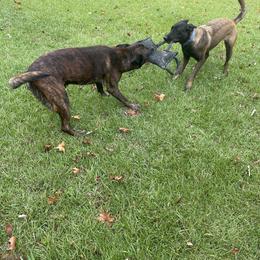 Belgian Malinois and xDutch Shepherd All Grown Up from Alliance K9