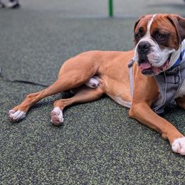 Boudreaux - Boxer