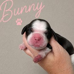 Bunny - Tri-Roan female English Springer Spaniel puppy in Fort White, Florida from Thunderbird Springers