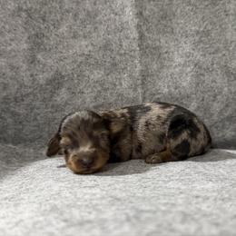 Mocha (Zina) - Dapple female Dachshund puppy in Live Oak, Florida from Johnson’s Weiner Farm