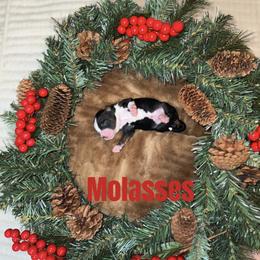 Molasses - Black tri male Miniature American Shepherd puppy in Minden, Louisiana from Ironwood Creek