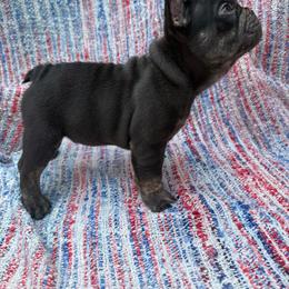 Justice - Blue male French Bulldog puppy in Carlisle, Ohio from Gibson Acres