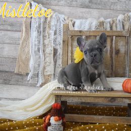 Mistletoe - Tricolors female French Bulldog puppy in Loxahatchee, Florida from Blue Wonder Frenchies
