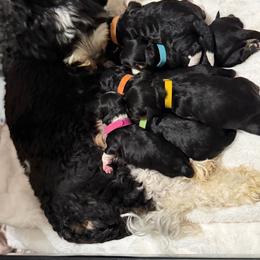 Light pink collar girl - Tri-color female Bernedoodle puppy in Herriman, Utah from Rose canyon doodles