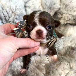 Teddy - Chocolate and white male Chihuahua puppy in Mesa, Arizona from Arizona Dream Chihuahuas
