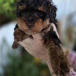 Woody - Phantom male Bernedoodle puppy in Decatur, Tennessee from Diamond's Doodles