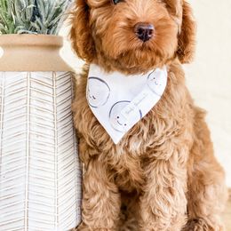 Bernedoodle and Goldendoodle Puppies from Florida Pumpkadoodles