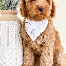 Bernedoodle and Goldendoodle Puppies from Florida Pumpkadoodles