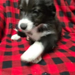 Girl 2 - Black and white female Border Collie puppy in Pennsylvania from Winter Creek Border Collies