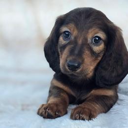 Red Standard Longhair Male - Red male Dachshund puppy in Cheney, Washington from Nouvelle Standard Dachshunds