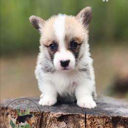 Muffin - Red female Pembroke Welsh Corgi puppy in Cameron, North Carolina from Butts Family Corgis