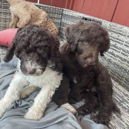 Labradoodle Puppies from CC Labradoodles