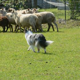 Shetland Sheepdog All Grown Up from Promise Shelties
