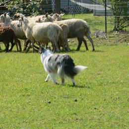 Shetland Sheepdog All Grown Up from Promise Shelties