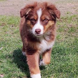 Bishop - Red tri male Miniature Australian Shepherd puppy in Copperas Cove, Texas from Aussies Acre