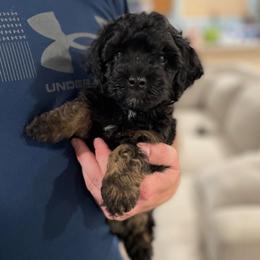 Umbreon - Black and tan male Havapoo puppy in Surprise, Arizona from Huckleberry Doodles