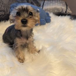 Daisy - Black and gold female Yorkshire Terrier puppy in East Alton, Illinois from Yorkies of the Shire