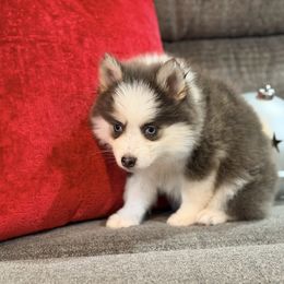 Rumor's blue boy - Blue male Pomsky puppy in Enid, Oklahoma from Mile Hi Pomskies