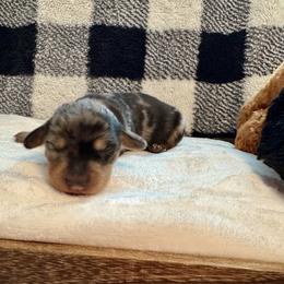 Rhett - Dapple male Dachshund puppy in Franklin, Tennessee from Wendy's Weenies