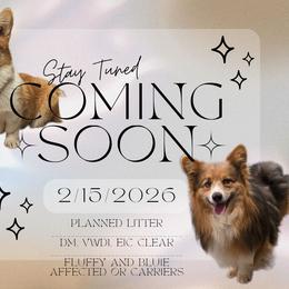 Pembroke Welsh Corgi puppies from Creme De La Creme Corgis