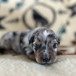Chandler - Blue merle male Miniature Australian Shepherd puppy in Bethany, Illinois from Rachel at Marrowbone Creek Aussies
