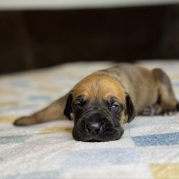 Logan - Fawn male Great Dane puppy in Waseca, Minnesota from Northern Soul Great Danes