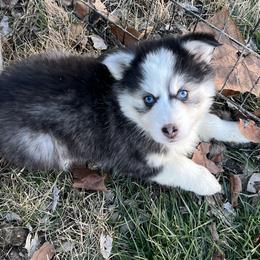 Moana - Black and white female Pomsky puppy in Henderson, Kentucky from Paris Pomskies