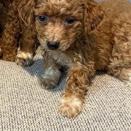 Tiny Tim, Red Collar - Parti male Goldendoodle puppy in Valley Center, Kansas from The Goldendoodle Gal