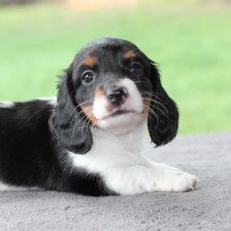 Dachshunds from Schultz Haus Dachshunds