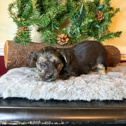 Cindy - Black and tan female Yorkipoo puppy in Henderson, North Carolina from Dorans Danes and Doodles