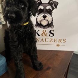 Yellow Male - Pepper and salt male Giant Schnauzer puppy in Pearland, Texas from K & S Schnauzers