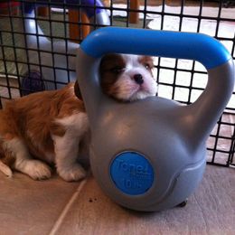 Cavalier King Charles Spaniel Puppies from Karlee Gray Stone Cavaliers