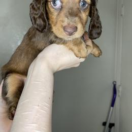 Dachshund Puppies from Monterey bay dachshund kennel