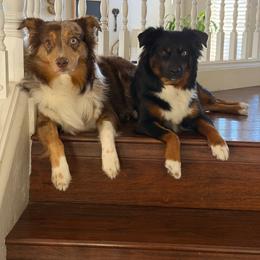 Miniature Australian Shepherd puppies from B My Sunshines Mini Aussies