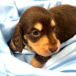 Toby - Chocolate and cream male Dachshund puppy in Mesquite, Texas from AB Dachshund