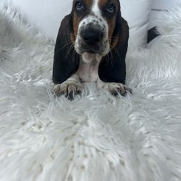 Pearl Elliot - Black brown and white female Basset Hound puppy in Lone Jack, Missouri from Wee Little Bassets