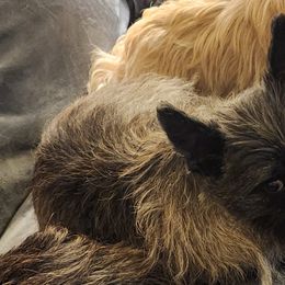 Cairn Terriers from WoodSchott Cairn Terriers