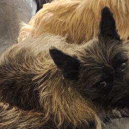 Cairn Terriers from WoodSchott Cairn Terriers
