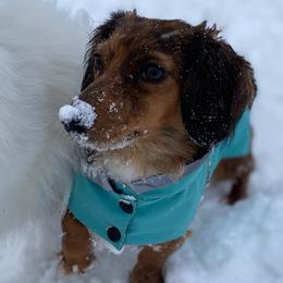 Dachshunds from Kayza's Dachshund