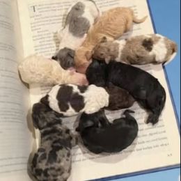 Bernedoodle puppies from Colorado Dreamin Doodles